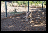 Pafos Zoo -30-05-2017 - Bogdan Balaban